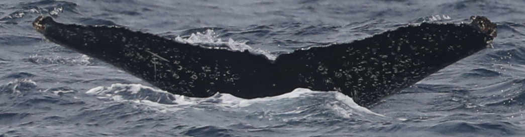 Fluke of CRC-19020