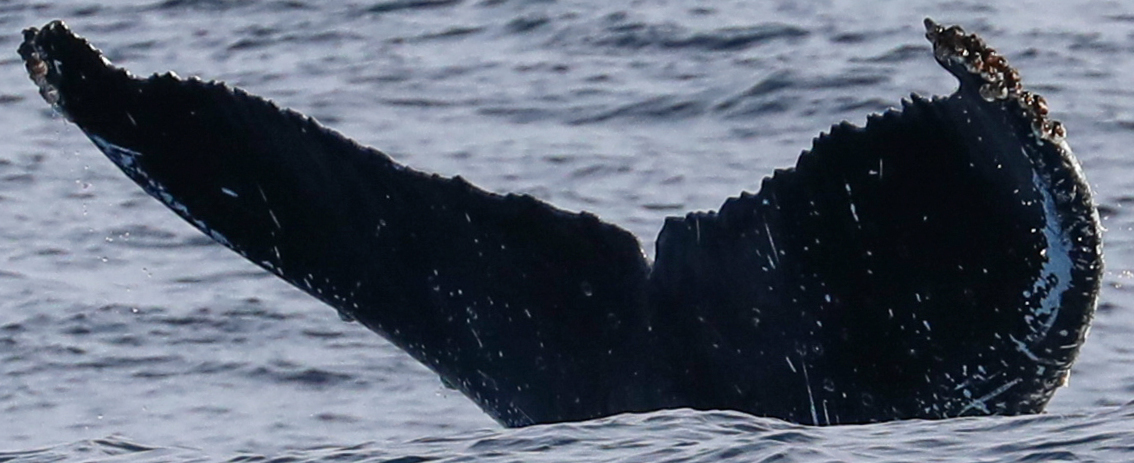 Fluke of CRC-18752