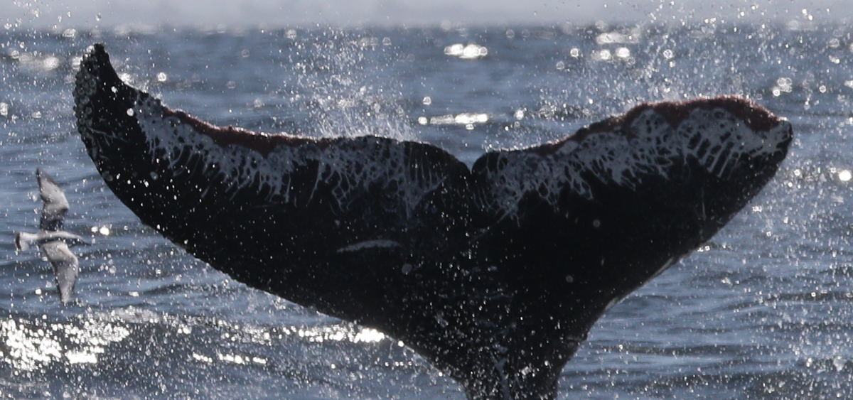 Fluke of Barbbarryn (California)