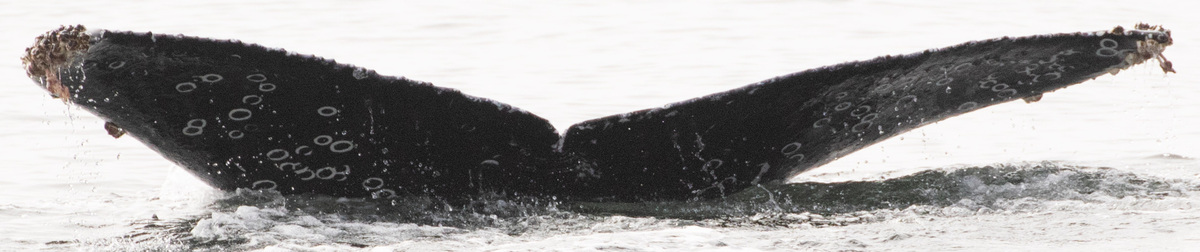 Fluke of CRC-19030