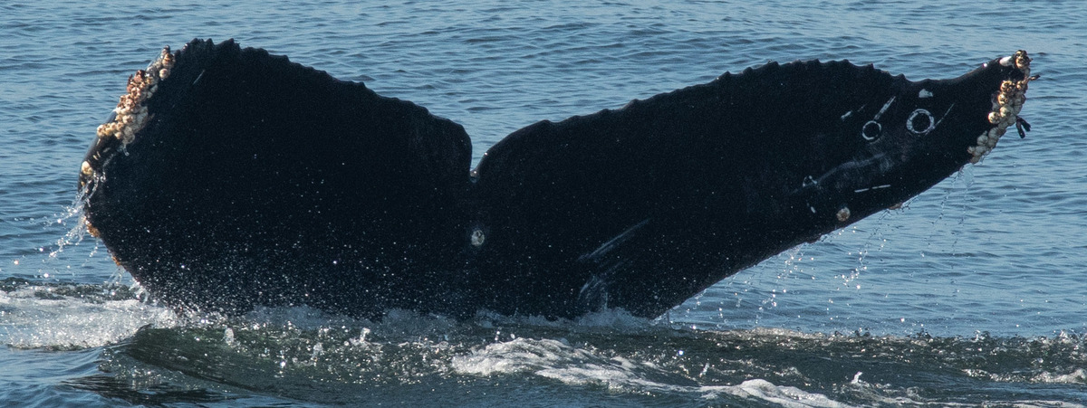Fluke of Jump Repeater (California)