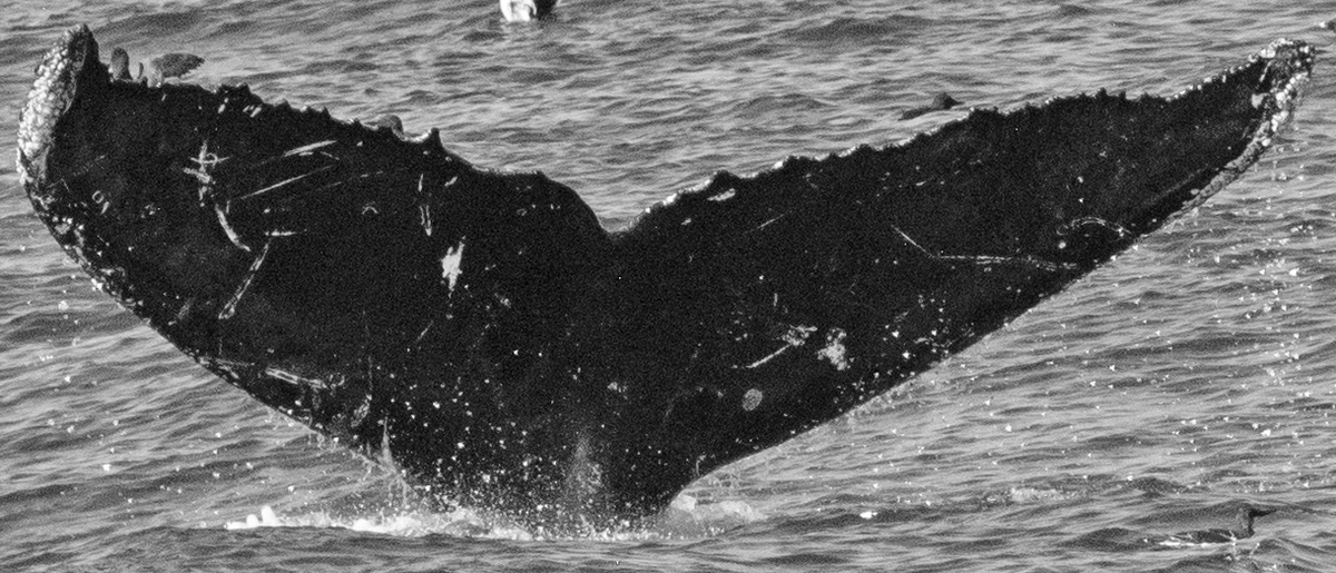Fluke of CRC-12518