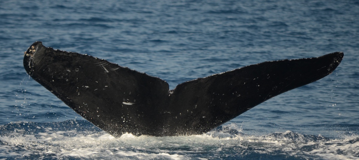 Fluke of CRC-16147