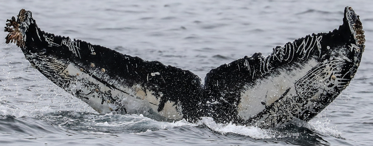 Fluke of CRC-19035