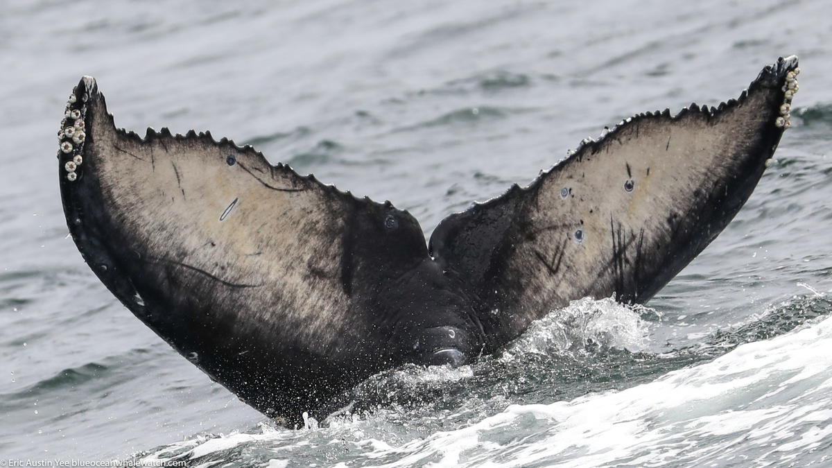 Fluke of CRC-19038
