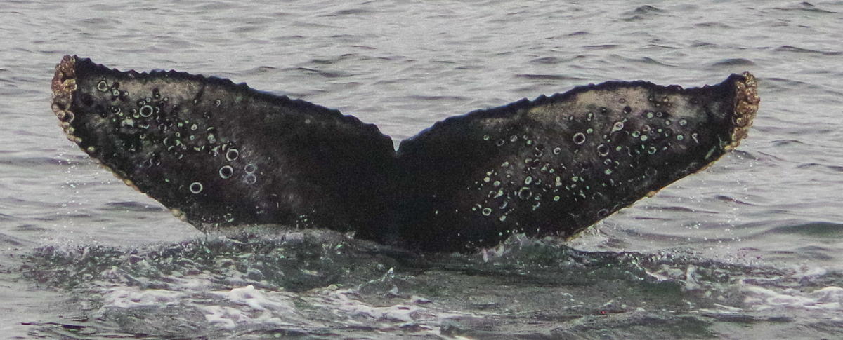 Fluke of CRC-19040