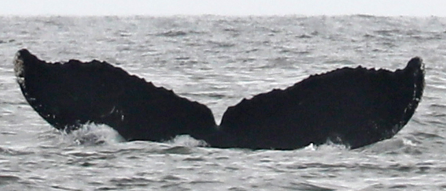 Fluke of CRC-18678