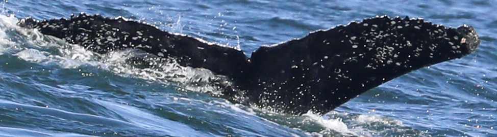 Fluke of CRC-19046