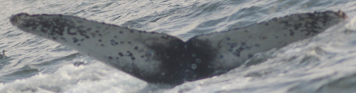 Fluke of CRC-18836