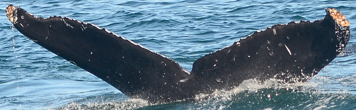 Fluke of CRC-19049
