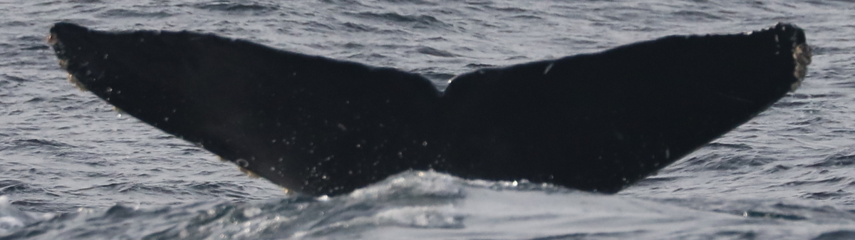 Fluke of CRC-18898