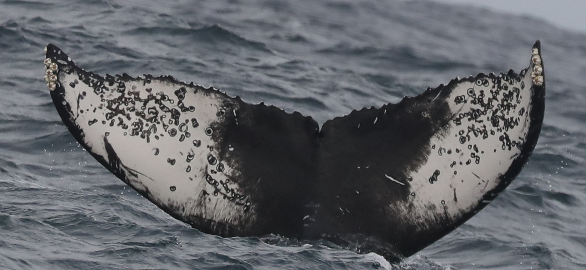 Fluke of CRC-19055