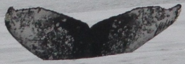Fluke of CRC-18607