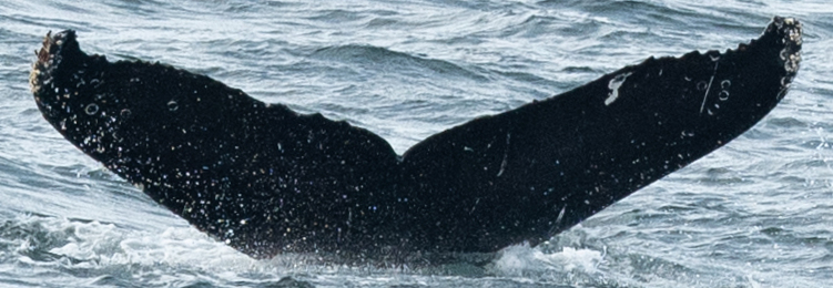 Fluke of CRC-19058