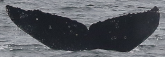 Fluke of CRC-19060