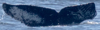 Fluke of CRC-18724