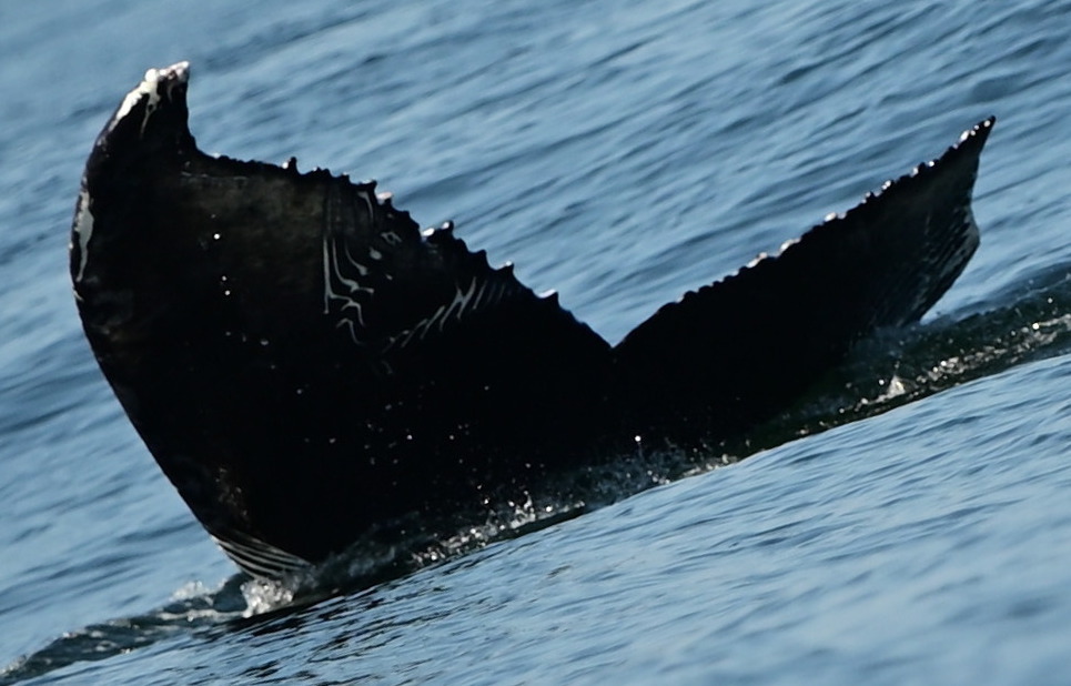 Fluke of CRC-20506