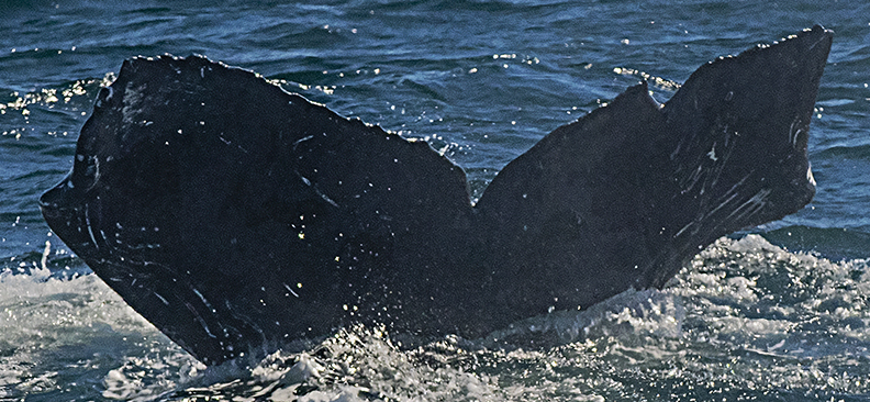 Fluke of Ragged (California)