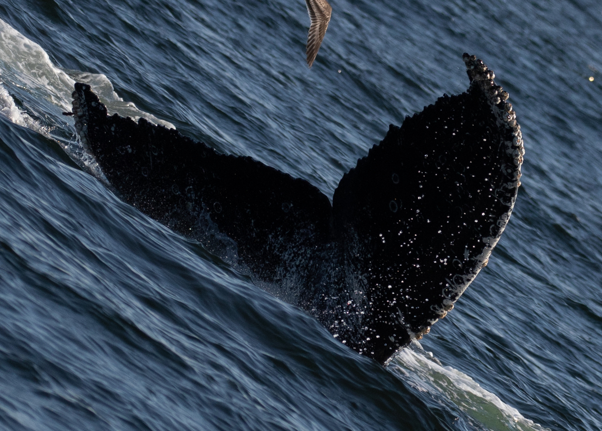 Fluke of CRC-19063