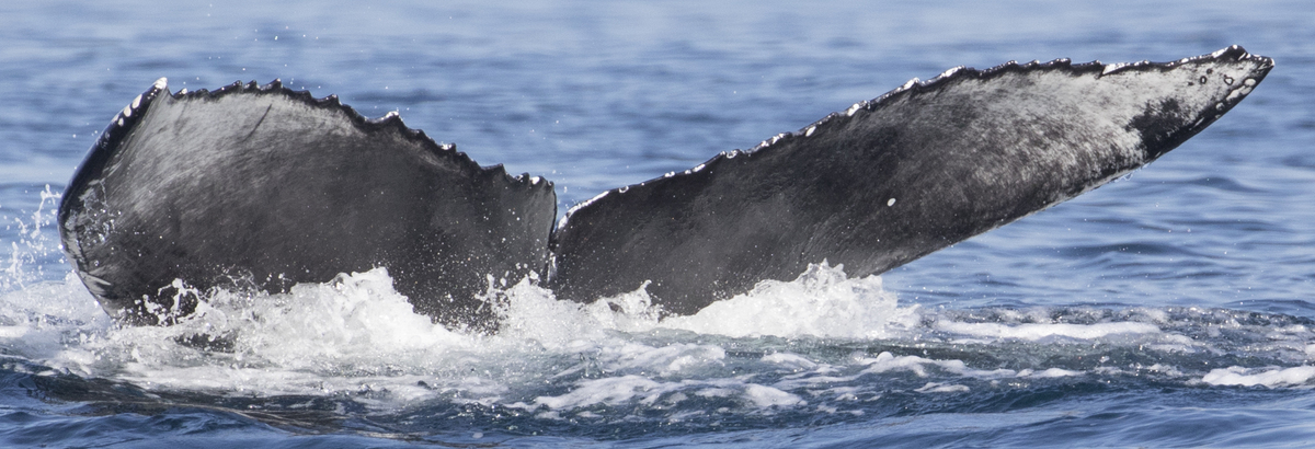 Fluke of CRC-19065