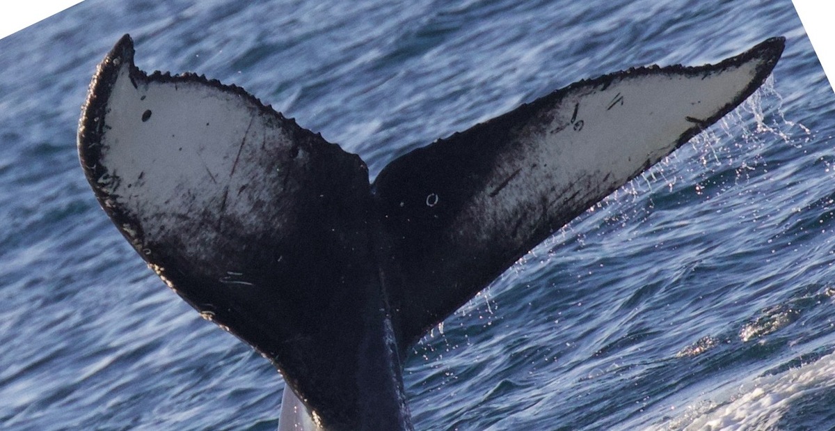 Fluke of Flip (California)