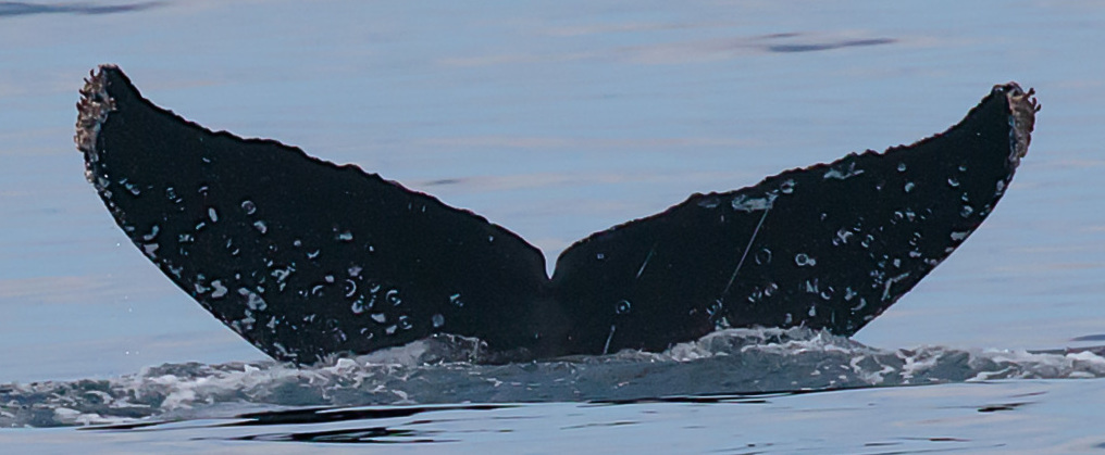 Fluke of CRC-18880