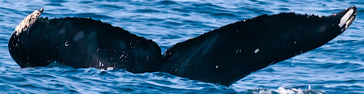 Fluke of CRC-18807