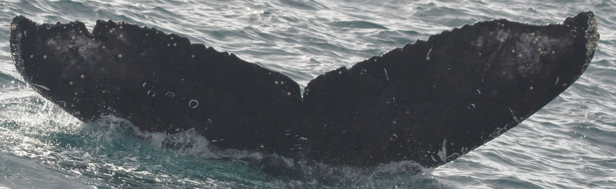 Fluke of CRC-19074