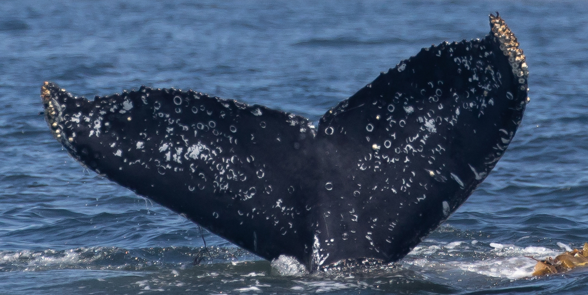 Fluke of CRC-19076