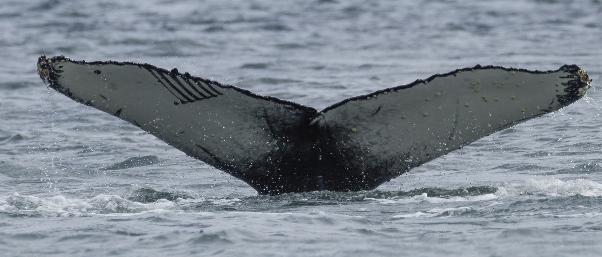 Fluke of Rocman (TMMC)