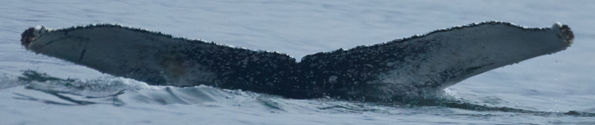 Fluke of CRC-19079