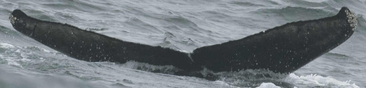Fluke of CRC-19083