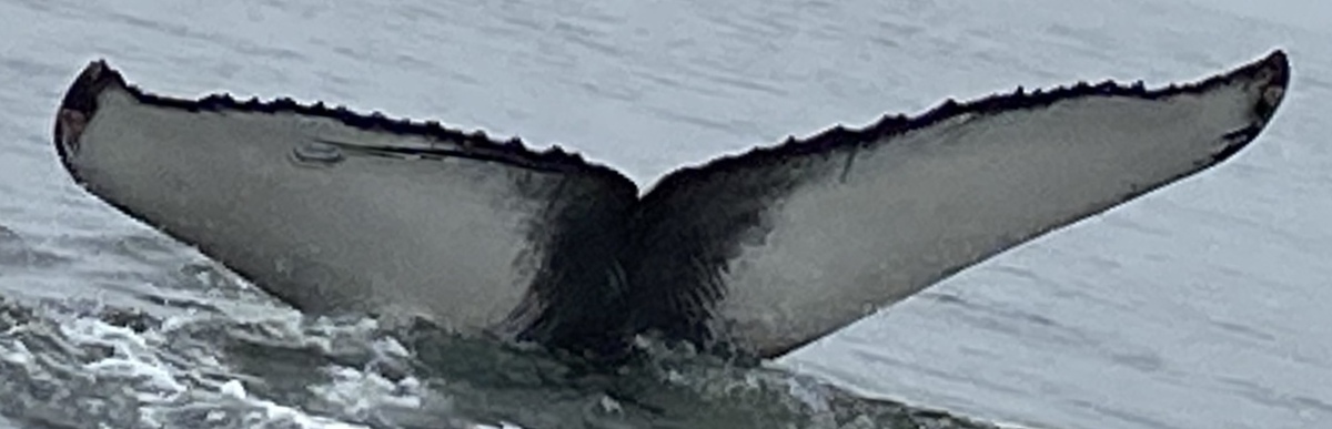 Fluke of CRC-19086