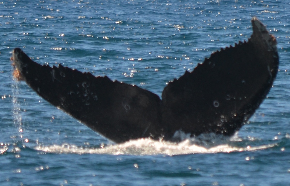 Fluke of CRC-16134