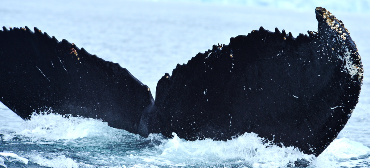 Fluke of HW-MN1302958