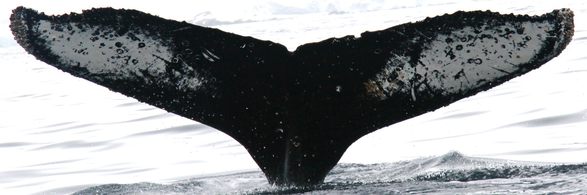 Fluke of HW-MN1302971
