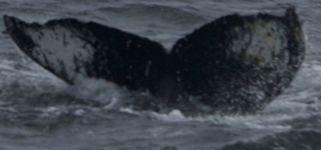 Fluke of HW-MN1302984