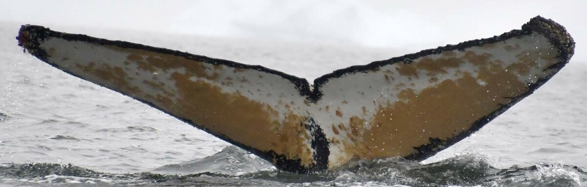 Fluke of HW-MN1302986