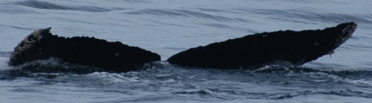 Fluke of CRC-18503