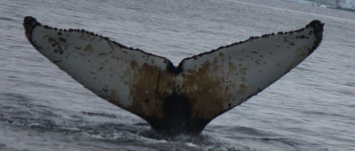 Fluke of HW-MN1303006