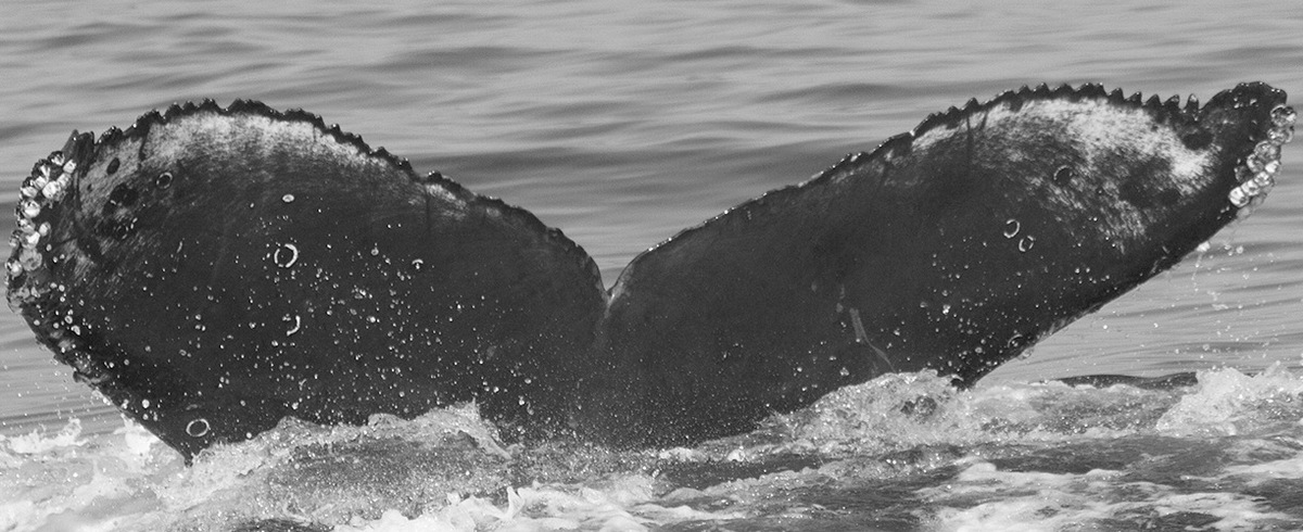 Fluke of CRC-15185