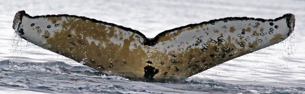 Fluke of HW-MN1303014