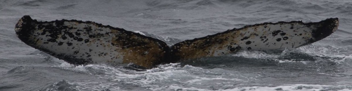 Fluke of HW-MN1303018