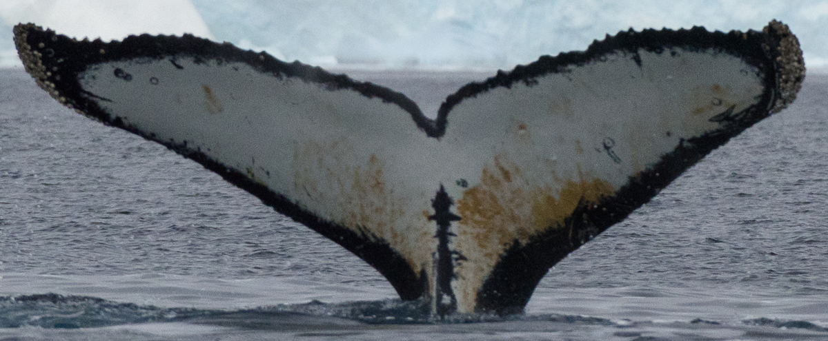 Fluke of HW-MN1303020