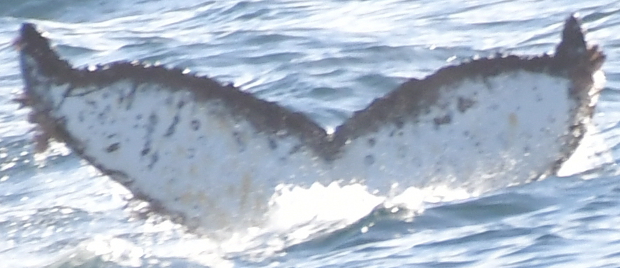 Fluke of HW-MN1303027