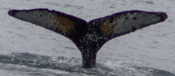 Fluke of HW-MN1303033