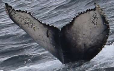 Fluke of HW-MN1303036
