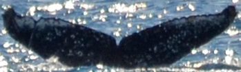 Fluke of HW-MN1303049