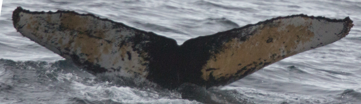 Fluke of HW-MN1303055