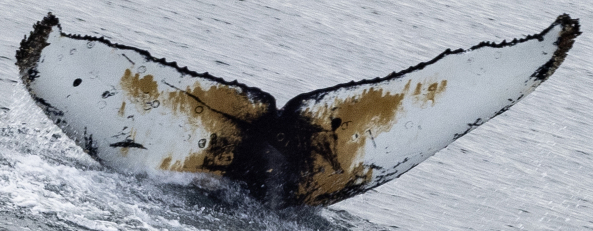 Fluke of HW-MN1303059